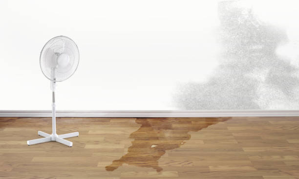 Best Water damage contractors near me  in Beechwood, MS