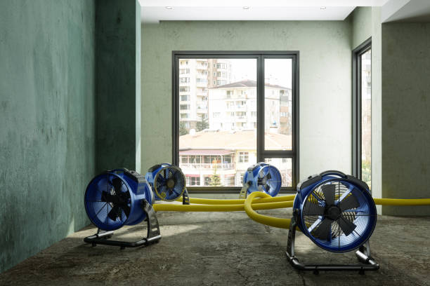 Best Local water damage restoration  in Beechwood, MS
